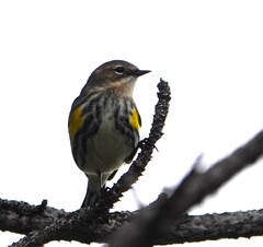 Setophaga coronata