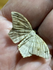 Psamatodes pallidata