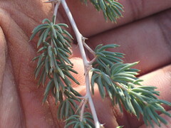 Asparagus mucronatus