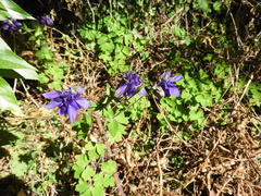 Aquilegia vulgaris