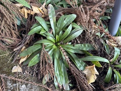 Heloniopsis orientalis