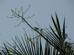 Aves