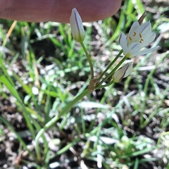 Nothoscordum bivalve