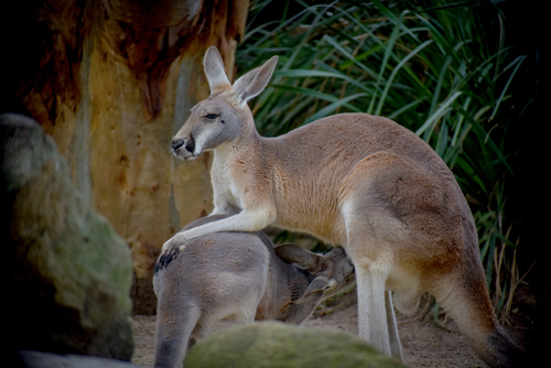 Red Kangaroo