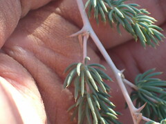 Asparagus mucronatus