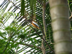 Dendrocitta vagabunda
