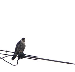 Falco peregrinus