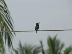 Cinnyris asiaticus