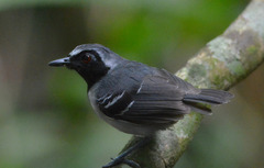 Myrmoborus myotherinus