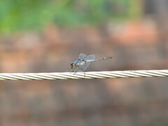 Anisoptera