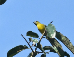 Euphonia chrysopasta