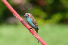 Uraeginthus bengalus