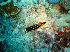 Chromodoris africana