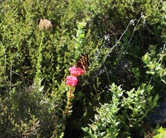 Aeropetes tulbaghia