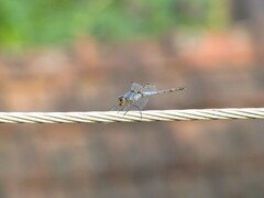Anisoptera