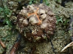 Calostoma japonicum