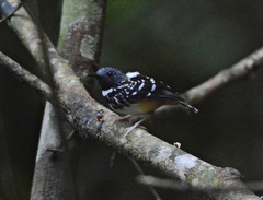 Hylophylax naevius