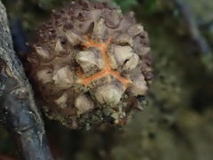 Calostoma japonicum