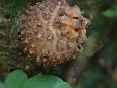 Calostoma japonicum