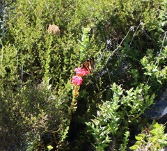 Aeropetes tulbaghia