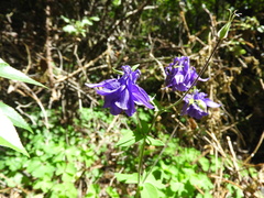 Aquilegia vulgaris
