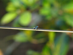 Chrysomya megacephala