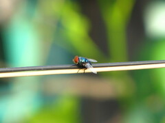 Chrysomya megacephala
