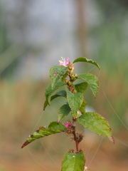 Prunus pogonostyla