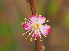 Prunus pogonostyla