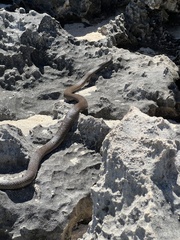 Pseudonaja affinis exilis