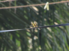 Rhyothemis variegata