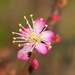 Prunus pogonostyla - Photo no rights reserved, uploaded by 葉子