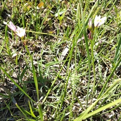 Nothoscordum bivalve