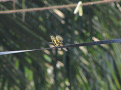 Rhyothemis variegata