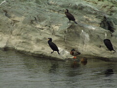 Phalacrocorax carbo hanedae