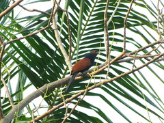 Centropus sinensis