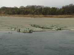Phalacrocorax carbo hanedae