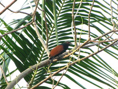 Centropus sinensis