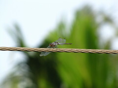 Anisoptera