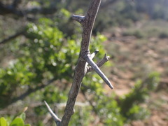 Searsia pterota