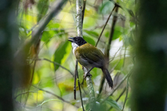 Arremon atricapillus