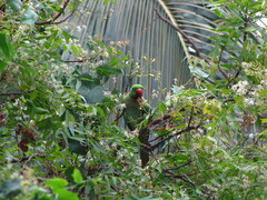 Psittacula krameri
