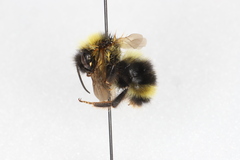 Bombus flavidus