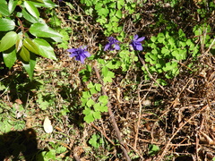 Aquilegia vulgaris