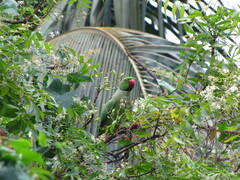 Psittacula krameri