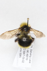 Bombus flavidus