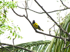 Oriolus xanthornus