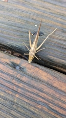 Neoconocephalus triops