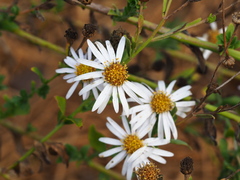 Aster shimadae