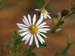 Aster shimadae